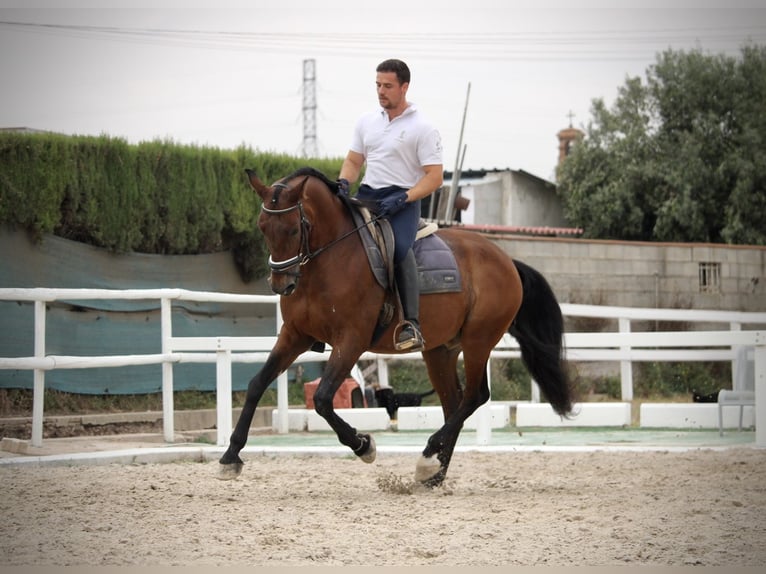 PRE Mestizo Caballo castrado 13 años 161 cm Castaño in Valencia