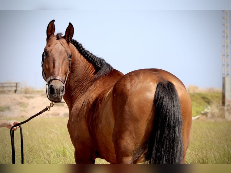 PRE Mestizo Caballo castrado 13 años 161 cm Castaño in Valencia