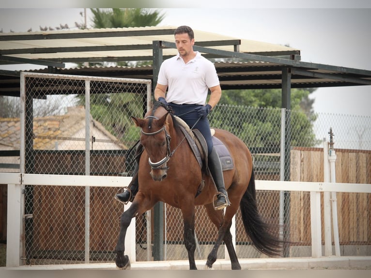 PRE Mestizo Caballo castrado 13 años 161 cm Castaño in Valencia