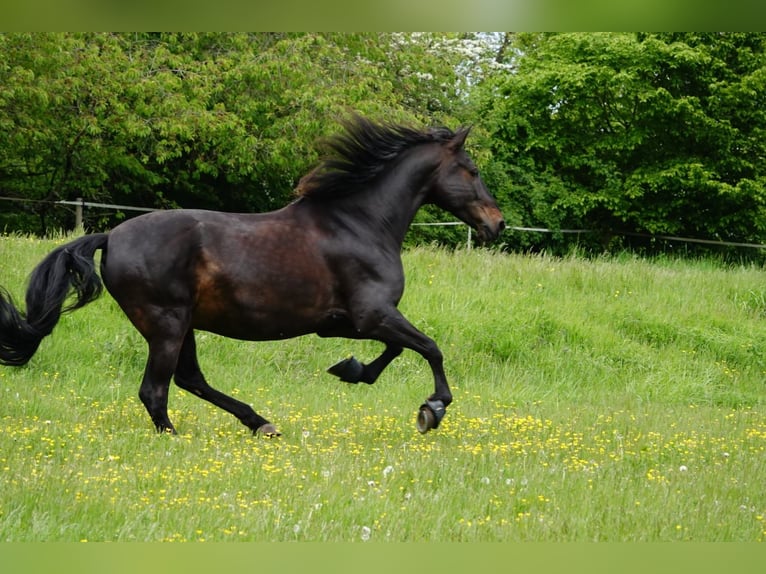 PRE Caballo castrado 13 años 162 cm Castaño oscuro in Darmstadt