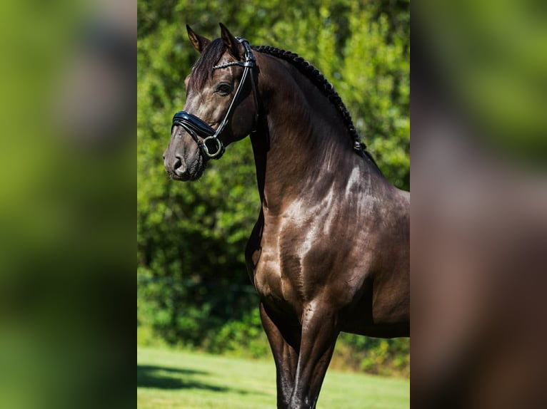 PRE Mestizo Caballo castrado 13 años 164 cm Negro in Herenthout