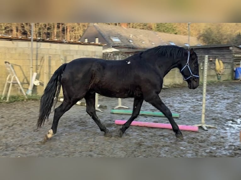 PRE Mestizo Caballo castrado 13 años 164 cm Negro in Herenthout