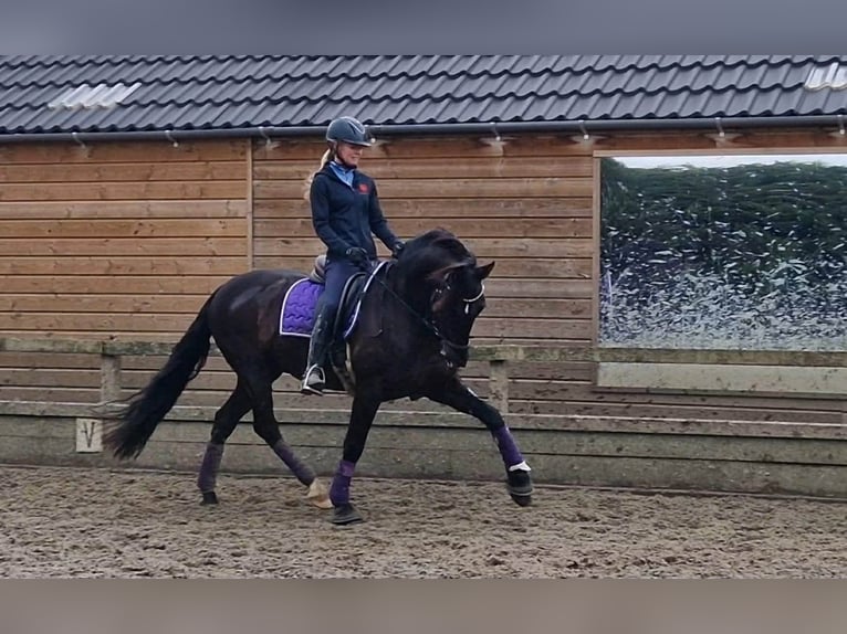 PRE Mestizo Caballo castrado 13 años 164 cm Negro in Herenthout