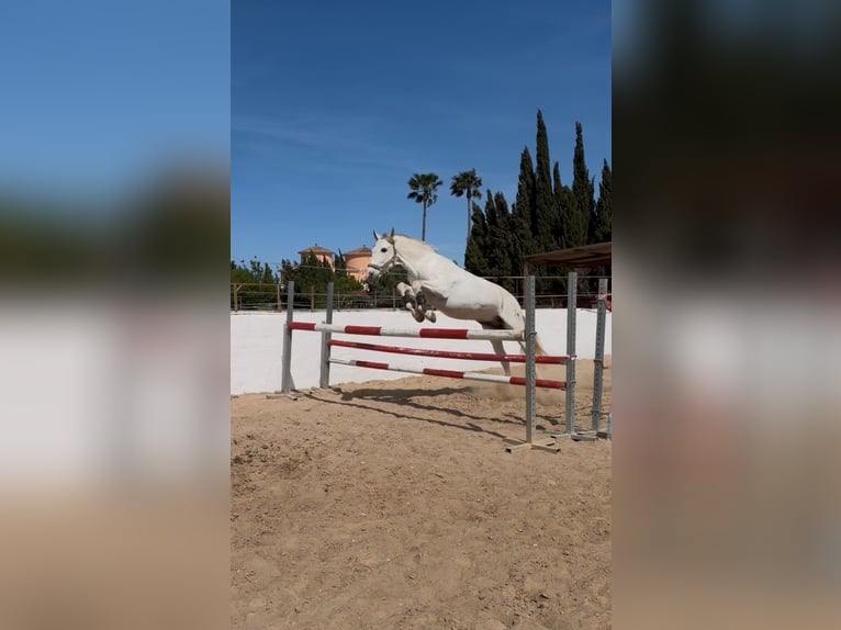 PRE Caballo castrado 13 años 164 cm Tordo in Els Poblets