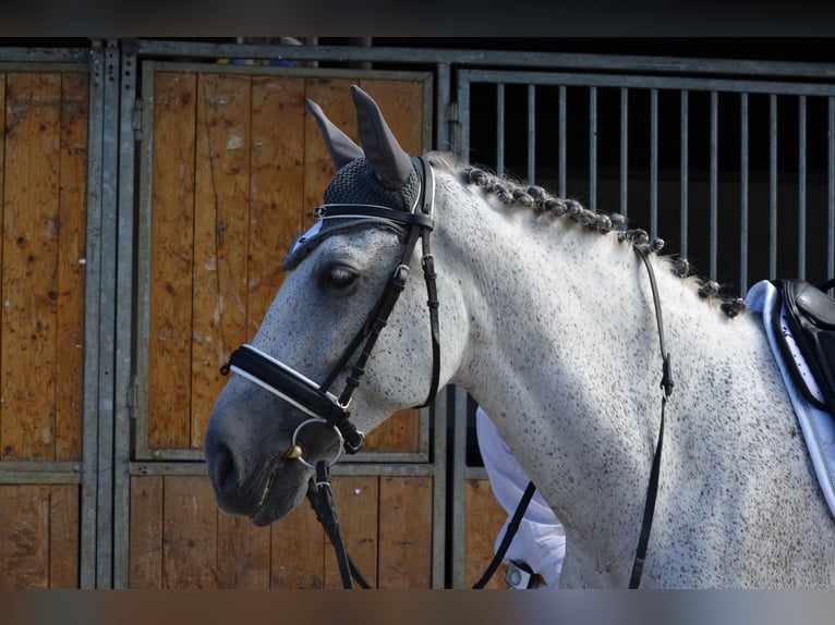 PRE Caballo castrado 13 años 164 cm Tordo in Moggio Di Sopra