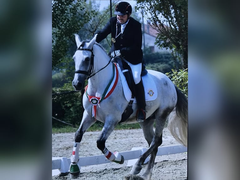 PRE Caballo castrado 13 años 164 cm Tordo in Moggio Di Sopra