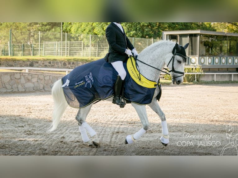 PRE Mestizo Caballo castrado 13 años 164 cm Tordo in NAVAS DEL MADRONO