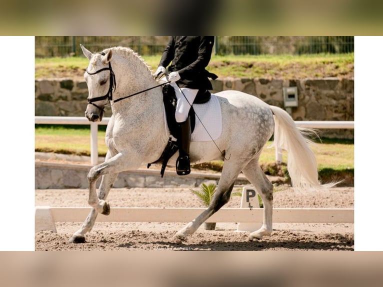 PRE Mestizo Caballo castrado 13 años 164 cm Tordo in NAVAS DEL MADRONO