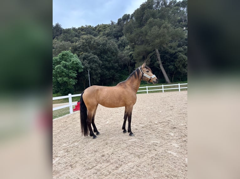 PRE Mestizo Caballo castrado 13 años 165 cm Bayo in Santa Susanna
