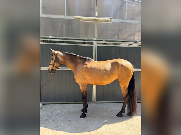 PRE Mestizo Caballo castrado 13 años 165 cm Bayo in Santa Susanna