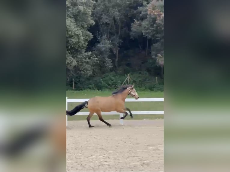 PRE Mestizo Caballo castrado 13 años 165 cm Bayo in Santa Susanna