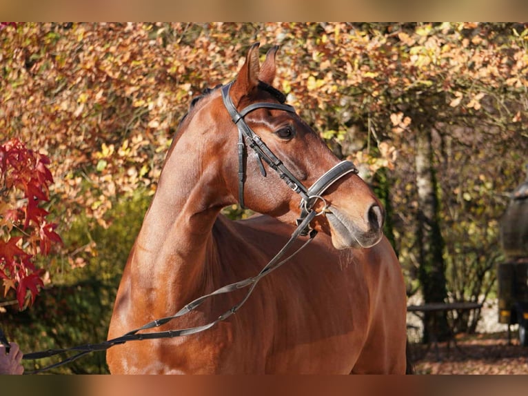 PRE Mestizo Caballo castrado 13 años 165 cm Castaño in Savoie