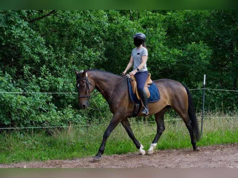 PRE Mestizo Caballo castrado 13 años 165 cm Castaño in Pirmasens