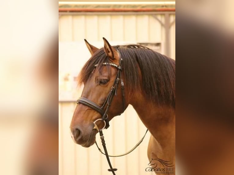 PRE Mestizo Caballo castrado 13 años 166 cm Castaño in Nettetal