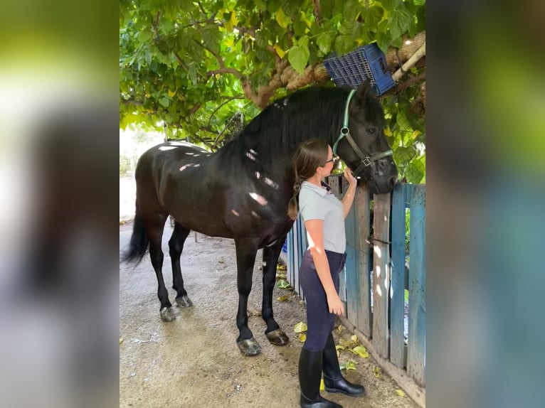 PRE Mestizo Caballo castrado 13 años 166 cm Negro in Alzira