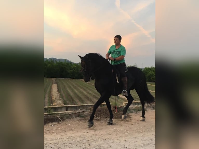 PRE Mestizo Caballo castrado 13 años 166 cm Negro in Alzira