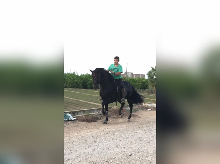 PRE Mestizo Caballo castrado 13 años 166 cm Negro in Alzira