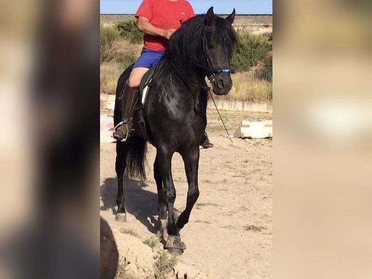 PRE Mestizo Caballo castrado 13 años 166 cm Negro in Alzira