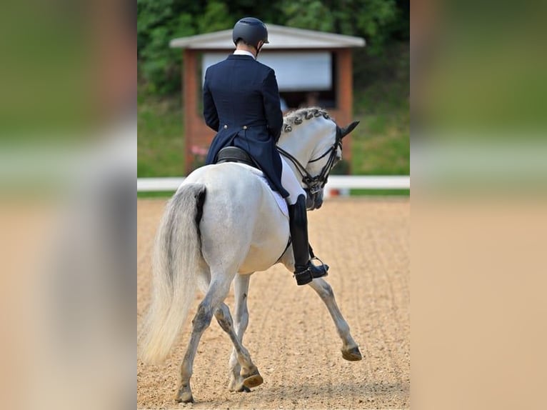 PRE Caballo castrado 13 años 167 cm Tordo in Haag