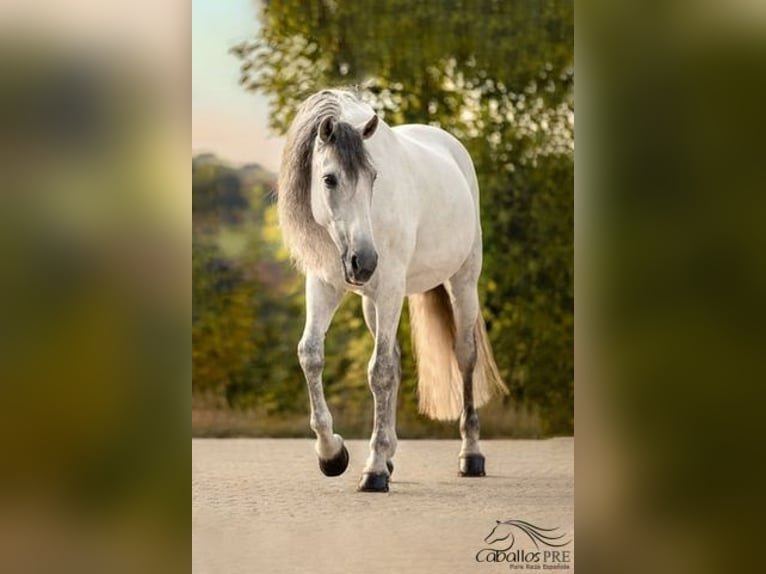 PRE Mestizo Caballo castrado 13 años 167 cm Tordo in Haag