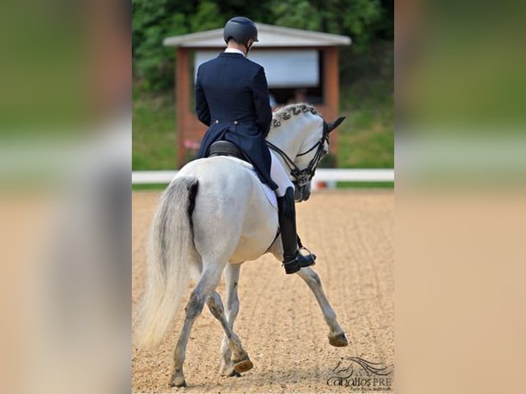 PRE Mestizo Caballo castrado 13 años 167 cm Tordo in Haag