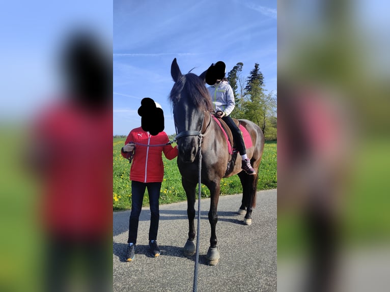 PRE Caballo castrado 13 años 170 cm Castaño oscuro in Weisslingen