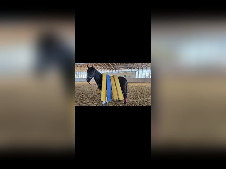 PRE Caballo castrado 13 años 170 cm Castaño oscuro in Weisslingen