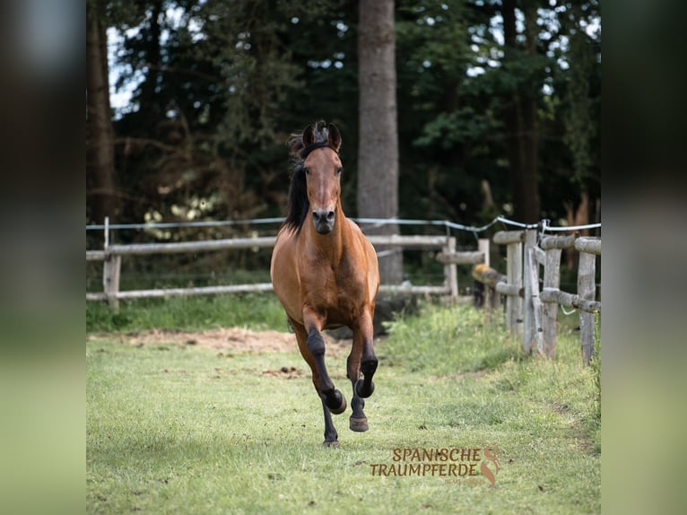 PRE Mestizo Caballo castrado 13 años 172 cm Castaño in Traventhal