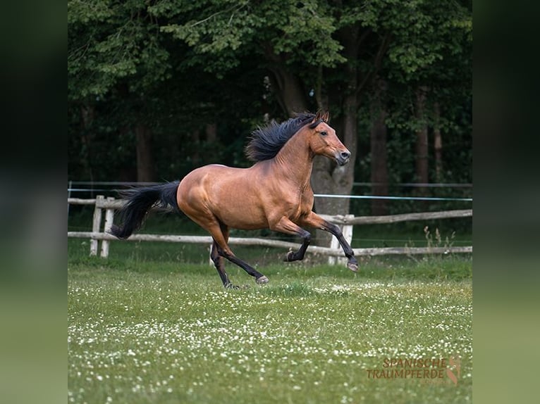 PRE Mestizo Caballo castrado 13 años 172 cm Castaño in Traventhal