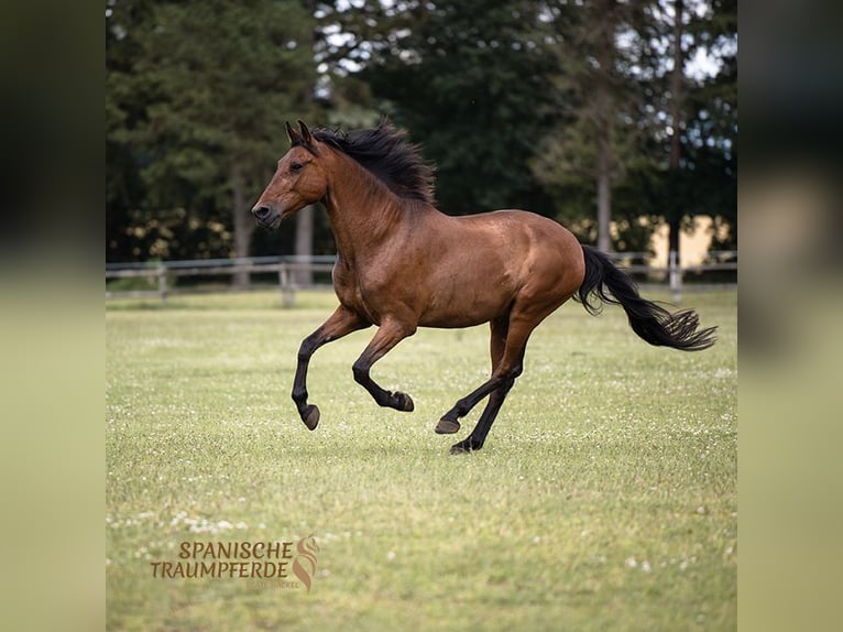 PRE Mestizo Caballo castrado 13 años 172 cm Castaño in Traventhal