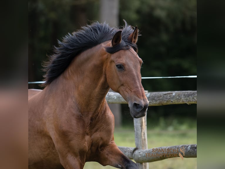 PRE Mestizo Caballo castrado 13 años 172 cm Castaño in Traventhal