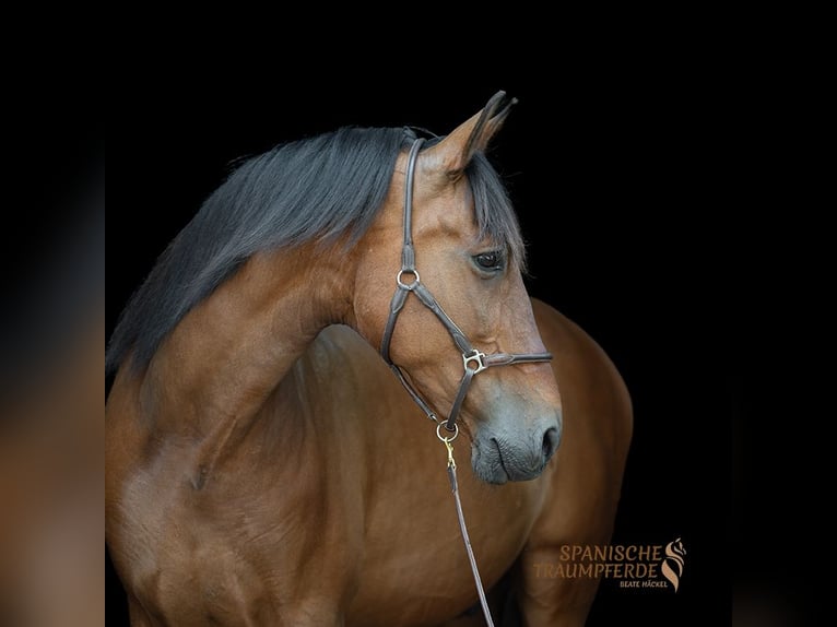 PRE Mestizo Caballo castrado 13 años 172 cm Castaño in Traventhal