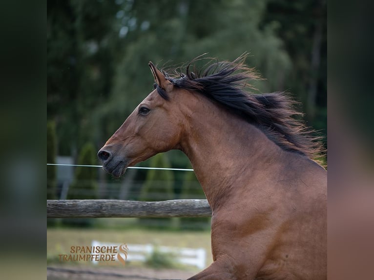 PRE Mestizo Caballo castrado 13 años 172 cm Castaño in Traventhal