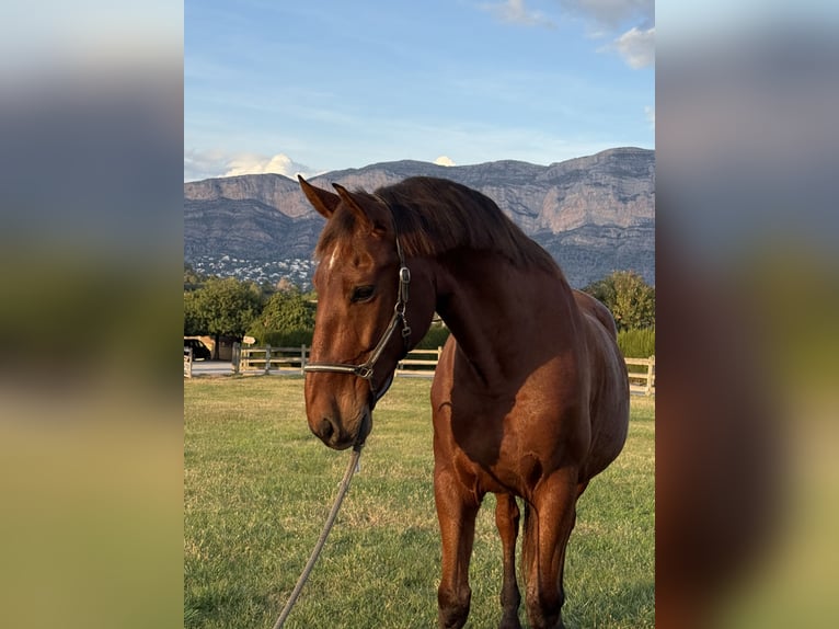 PRE Mestizo Caballo castrado 13 años 172 cm Castaño in Xabia/Javea