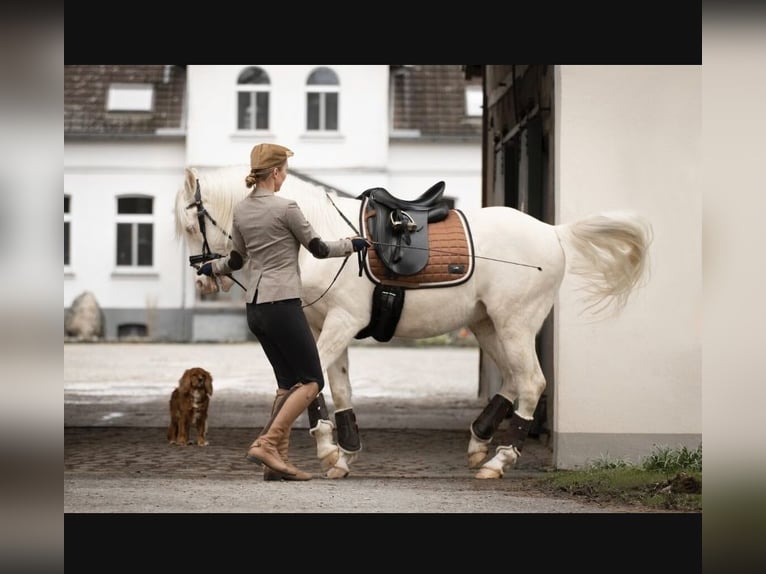 PRE Caballo castrado 14 años 156 cm Cremello in Bad Salzuflen