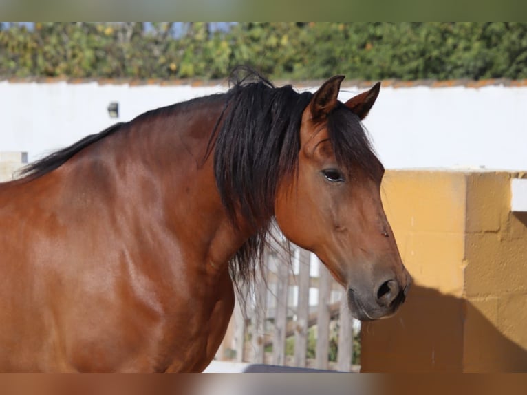 PRE Caballo castrado 14 años 158 cm Castaño in Chiclana de la Frontera