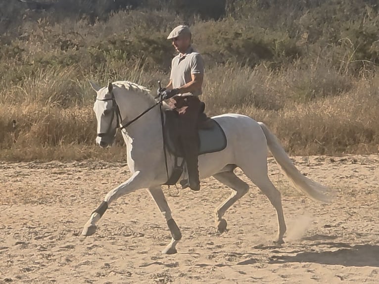 PRE Mestizo Caballo castrado 14 años 159 cm Tordo in Coin