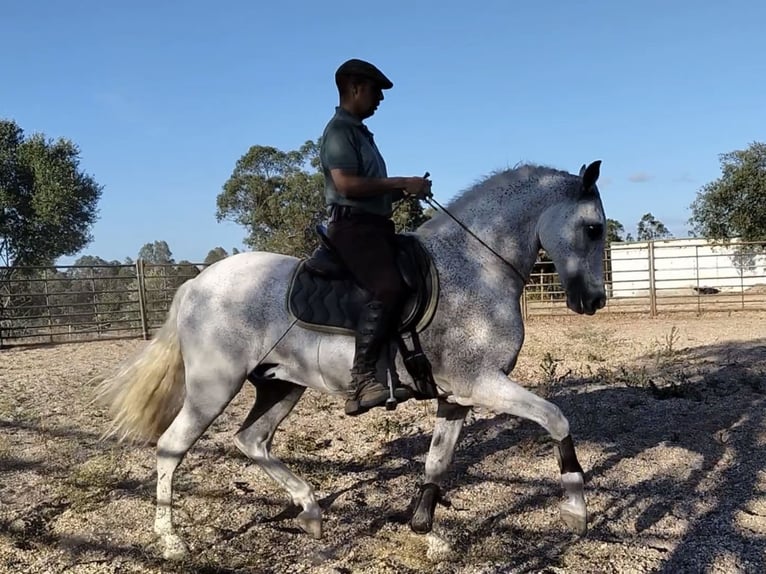 PRE Mestizo Caballo castrado 14 años 159 cm Tordo in Coin