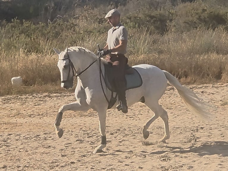 PRE Mestizo Caballo castrado 14 años 159 cm Tordo in Coin