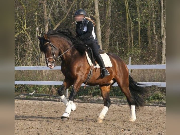 PRE Caballo castrado 14 años 160 cm Castaño in Essen