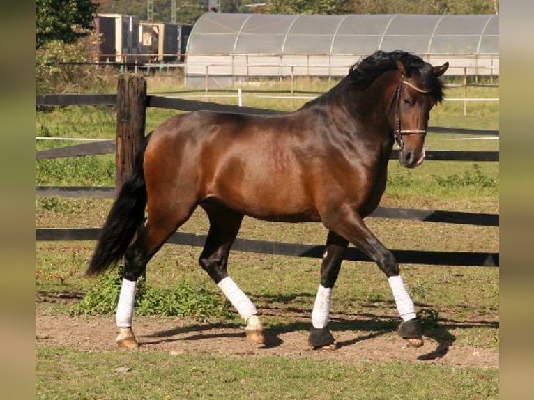 PRE Caballo castrado 14 años 160 cm Castaño in Essen