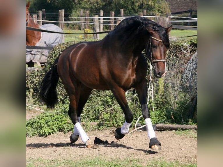 PRE Caballo castrado 14 años 160 cm Castaño in Essen