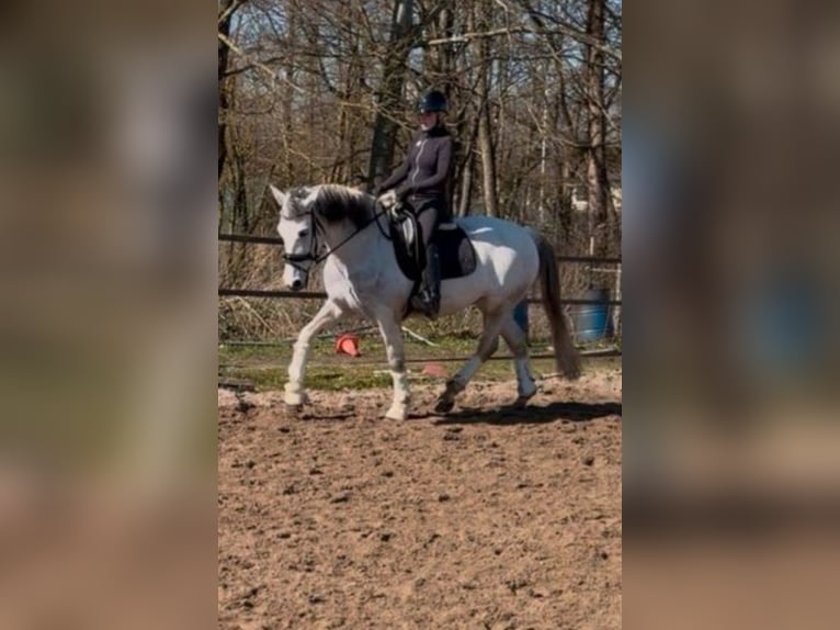 PRE Mestizo Caballo castrado 14 años 161 cm Tordo in Flensburg