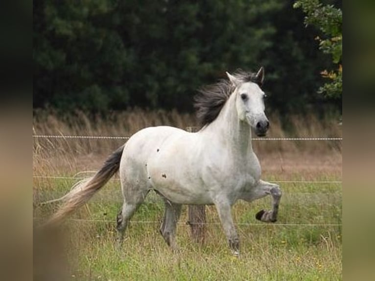 PRE Mestizo Caballo castrado 14 años 161 cm Tordo in Flensburg
