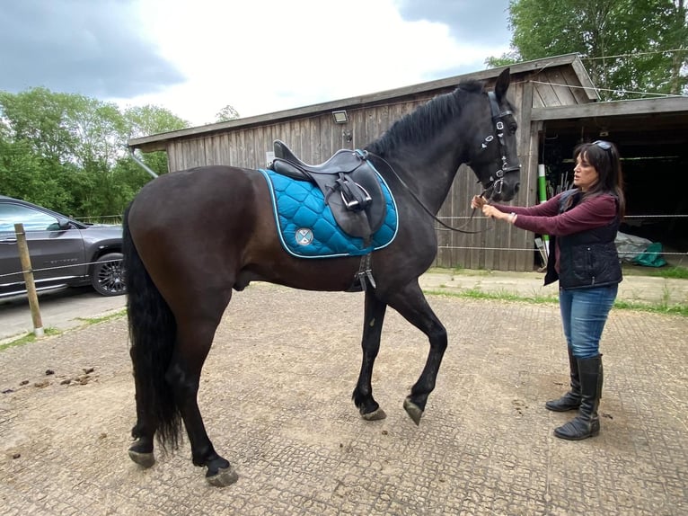 PRE Mestizo Caballo castrado 14 años 162 cm Negro in Felde