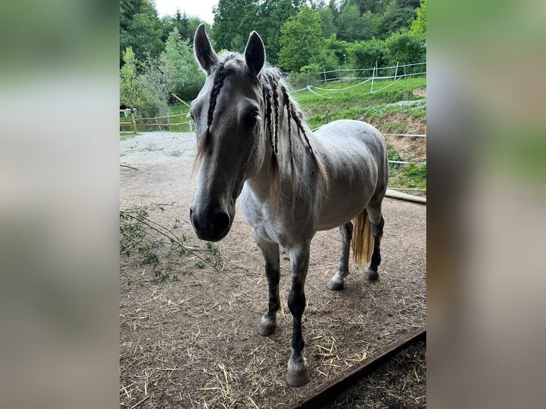 PRE Mestizo Caballo castrado 14 años 162 cm Tordo picazo in Stallhofen