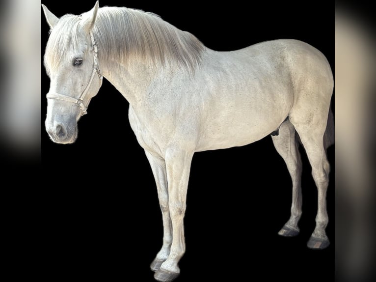 PRE Mestizo Caballo castrado 14 años 163 cm Tordo in Someren