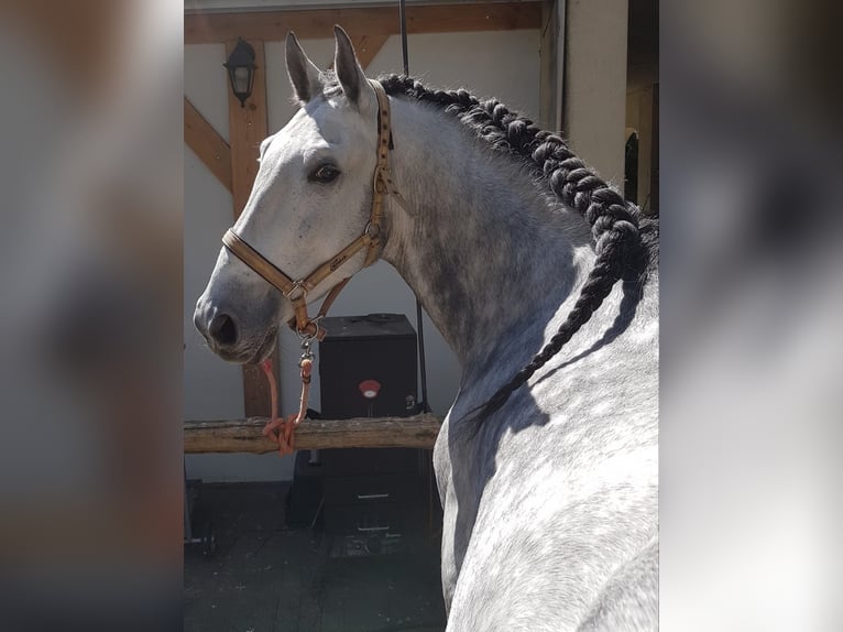 PRE Caballo castrado 14 años 163 cm Tordo in Zabrodzie