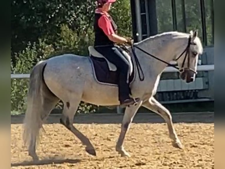 PRE Mestizo Caballo castrado 14 años 163 cm Tordo picazo in Moorenweis