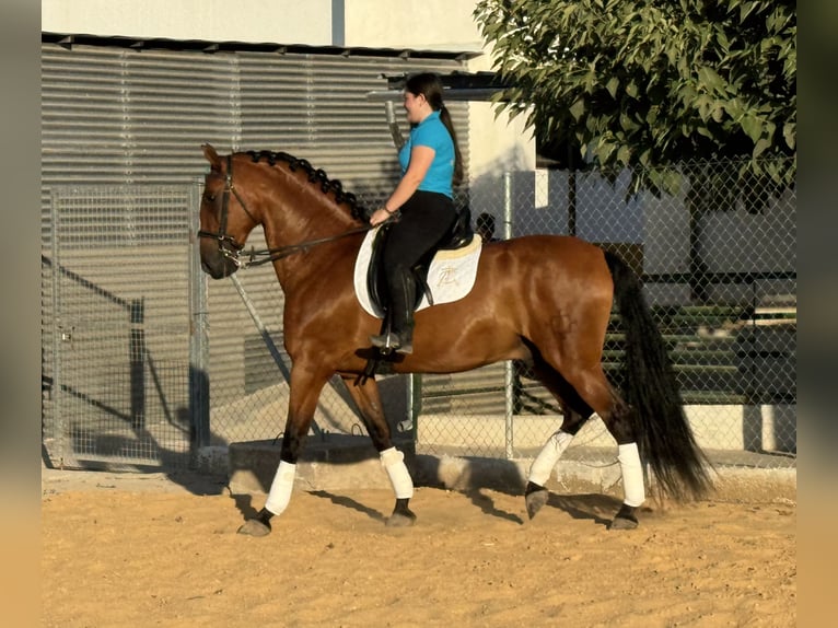 PRE Caballo castrado 14 años 164 cm Castaño in Montilla